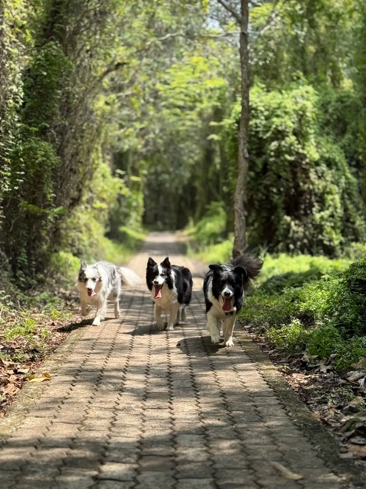 สวนพฤกษศาสตร์ระยอง pets image 4