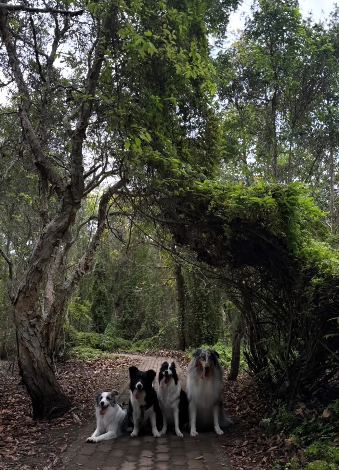 สวนพฤกษศาสตร์ระยอง pets image 1