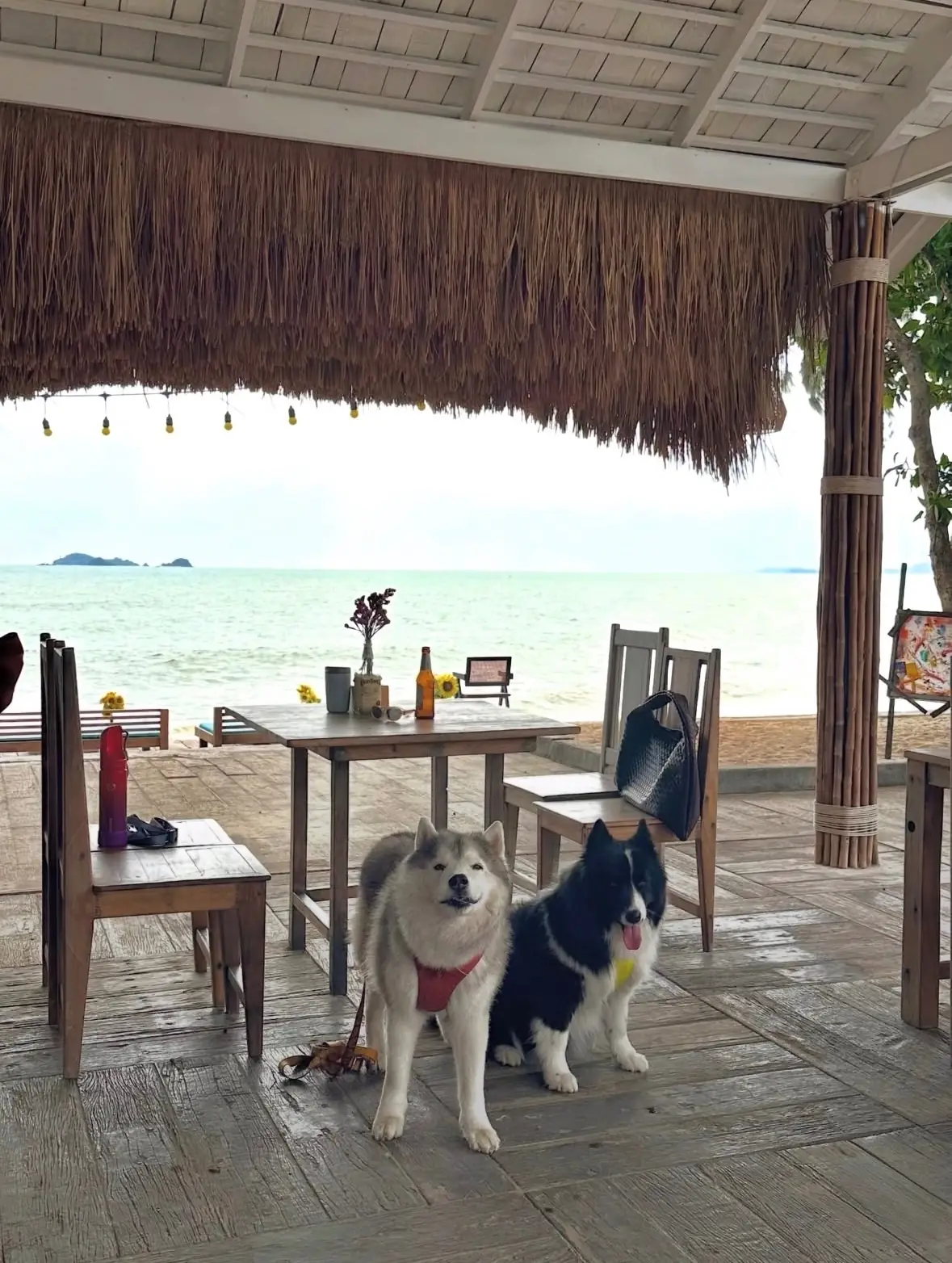 Holiday Specialty Coffee & Beach Bar pets image 3