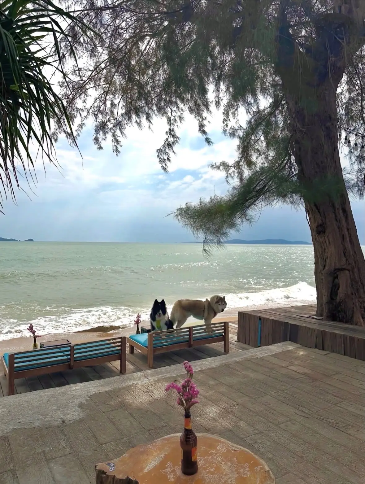 Holiday Specialty Coffee & Beach Bar pets image 2