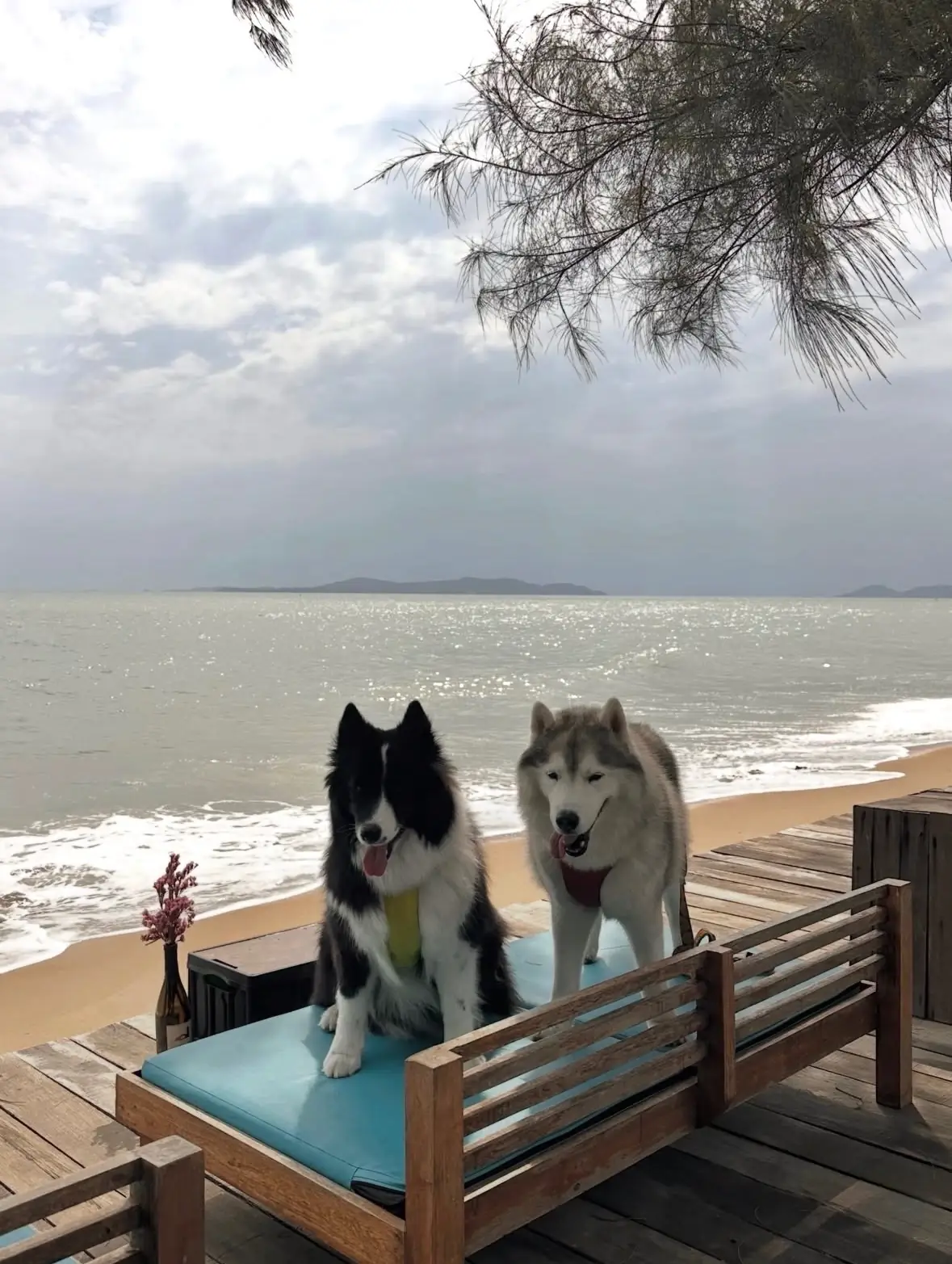 Holiday Specialty Coffee & Beach Bar pets image 1