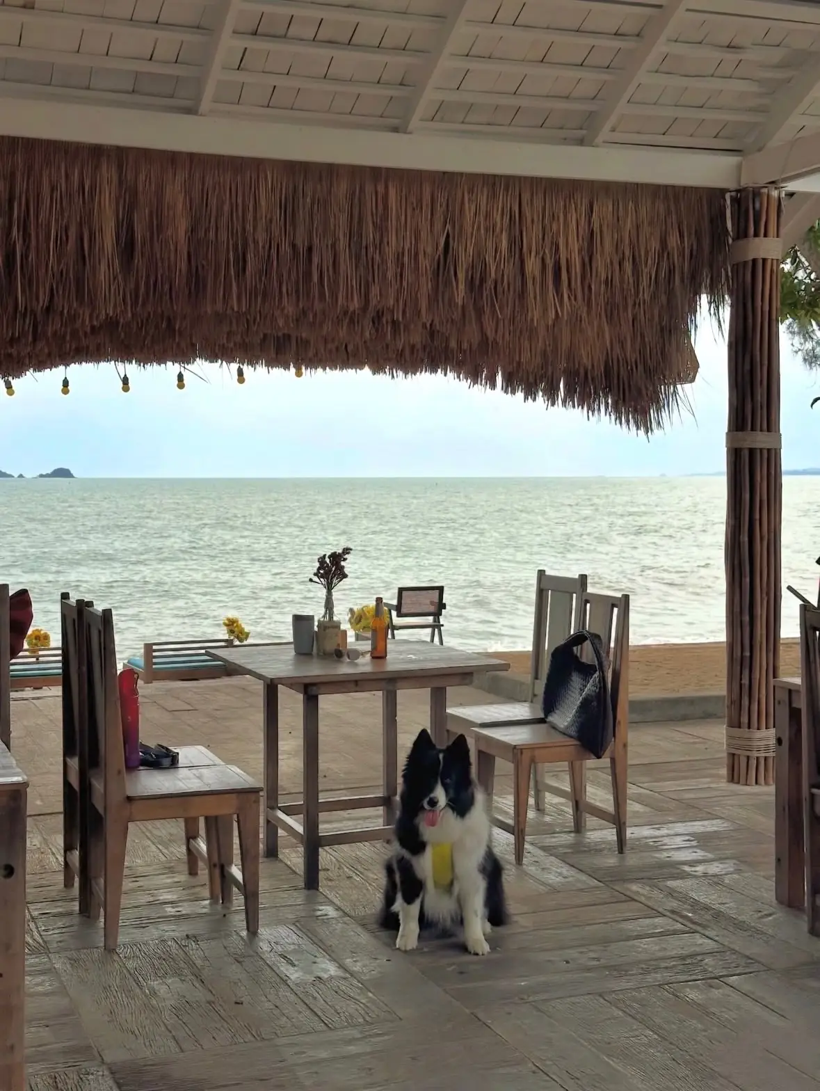 Holiday Specialty Coffee & Beach Bar pets image 4