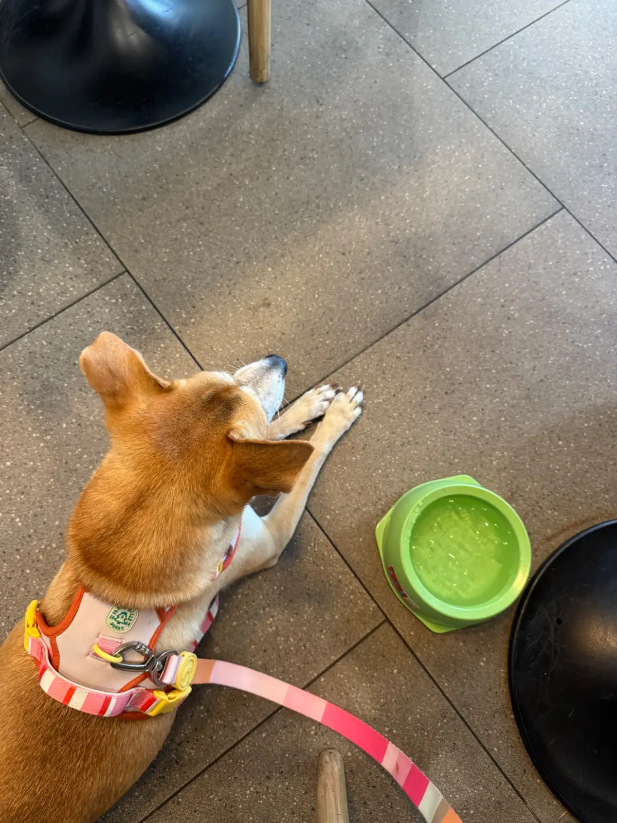 BLOOM pretzel & coffee pets image 1