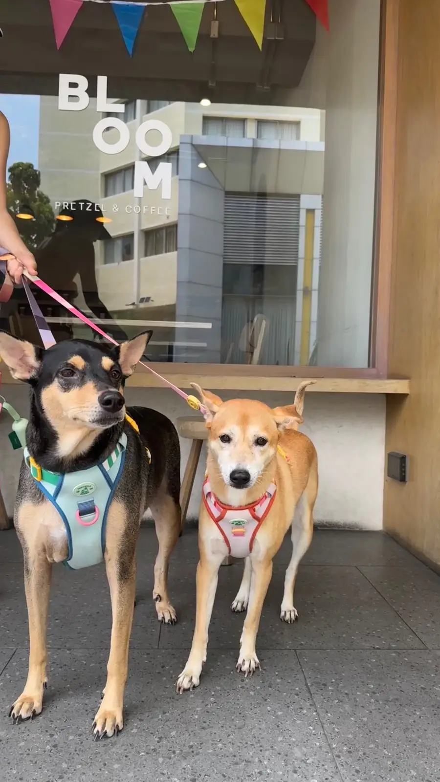 BLOOM pretzel & coffee pets image 2