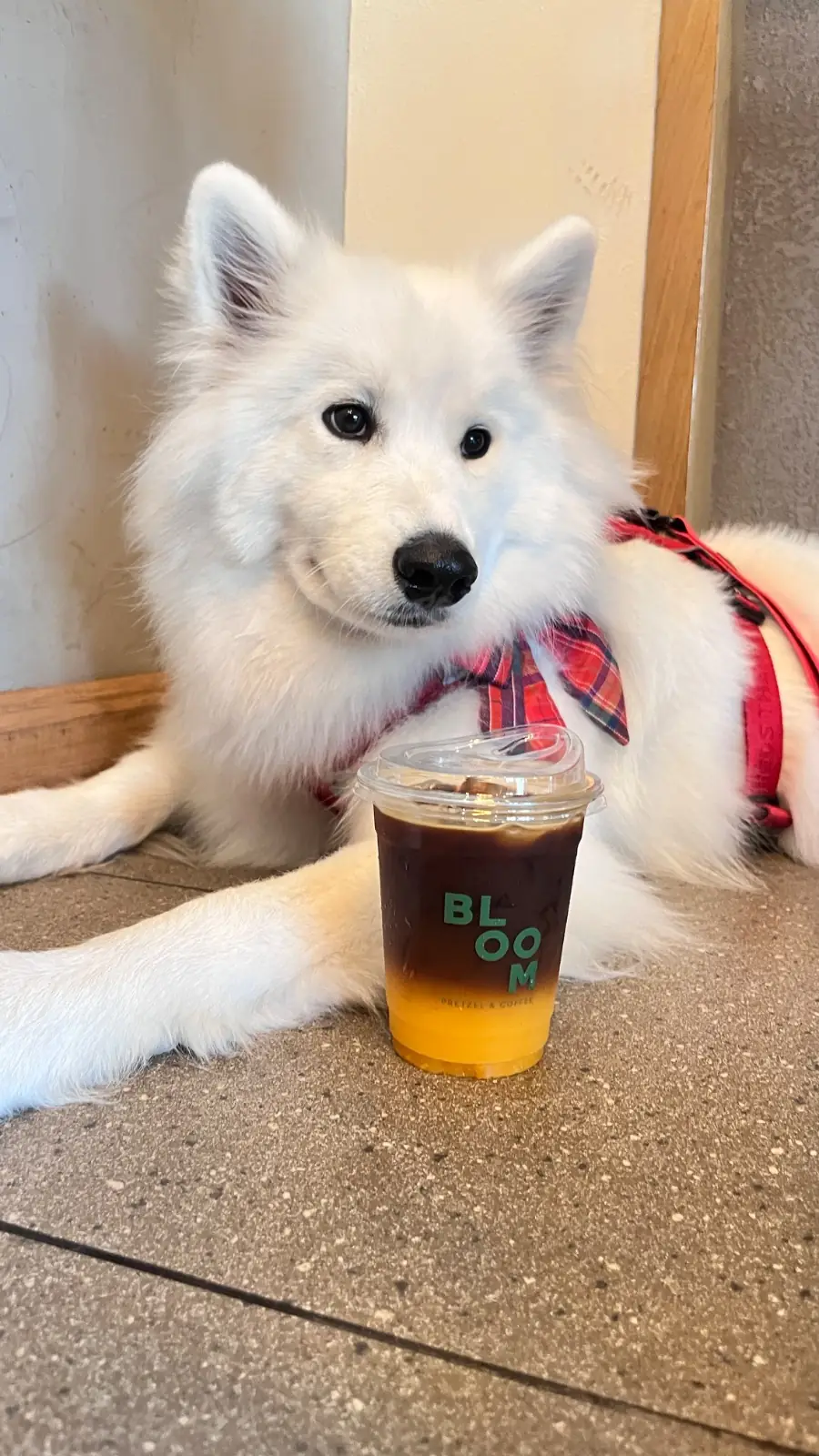 BLOOM pretzel & coffee pets image 1