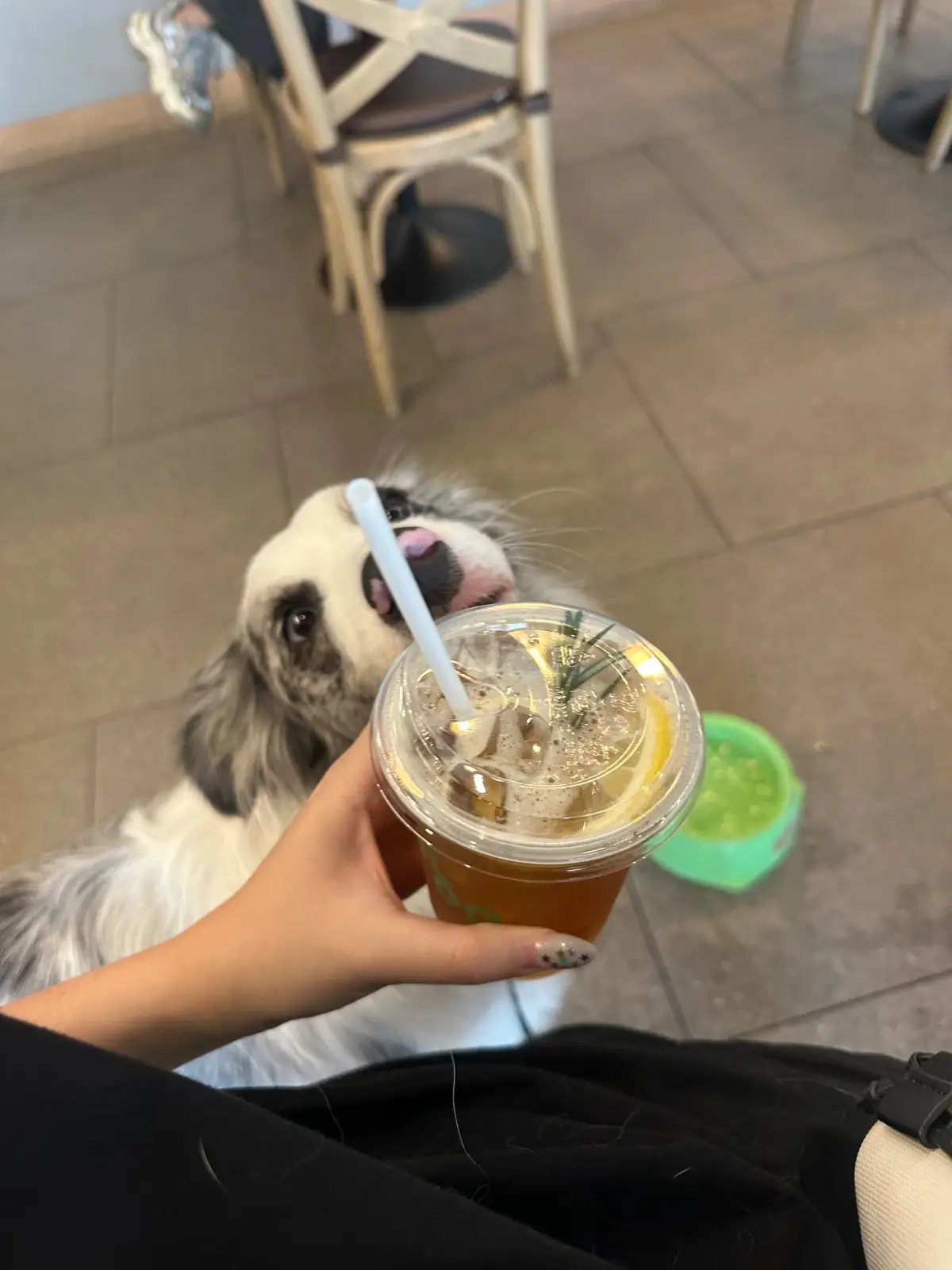 BLOOM pretzel & coffee pets image 3