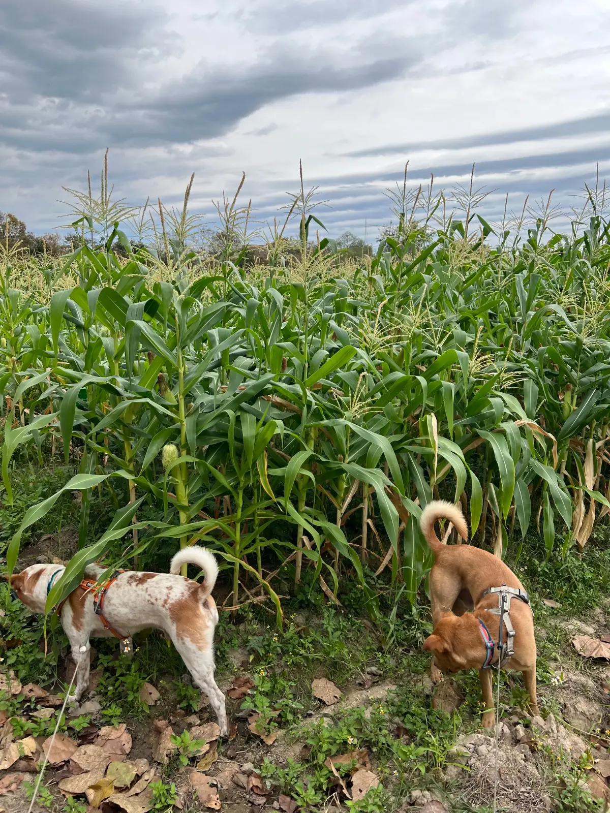 Blue Coffee at Agriculture CMU pets image 3