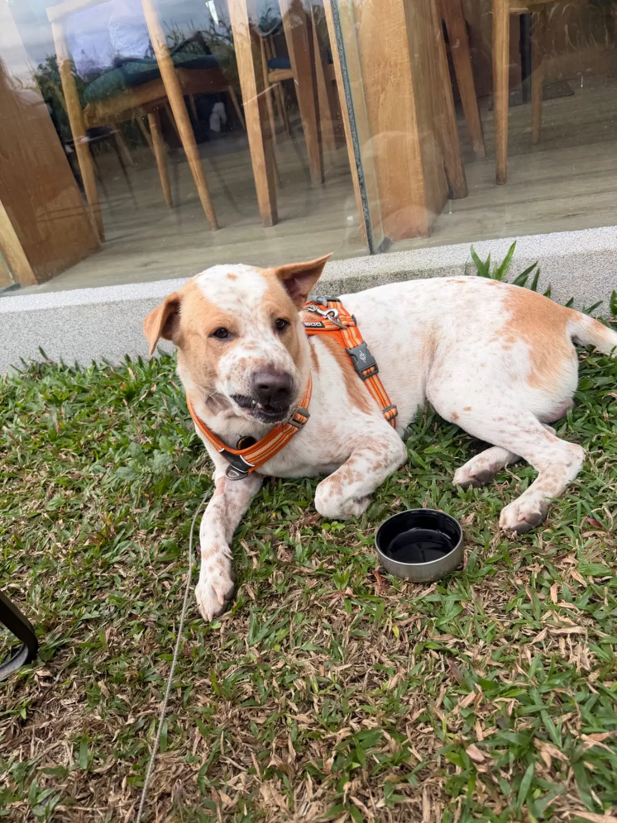 Blue Coffee at Agriculture CMU pets image 1