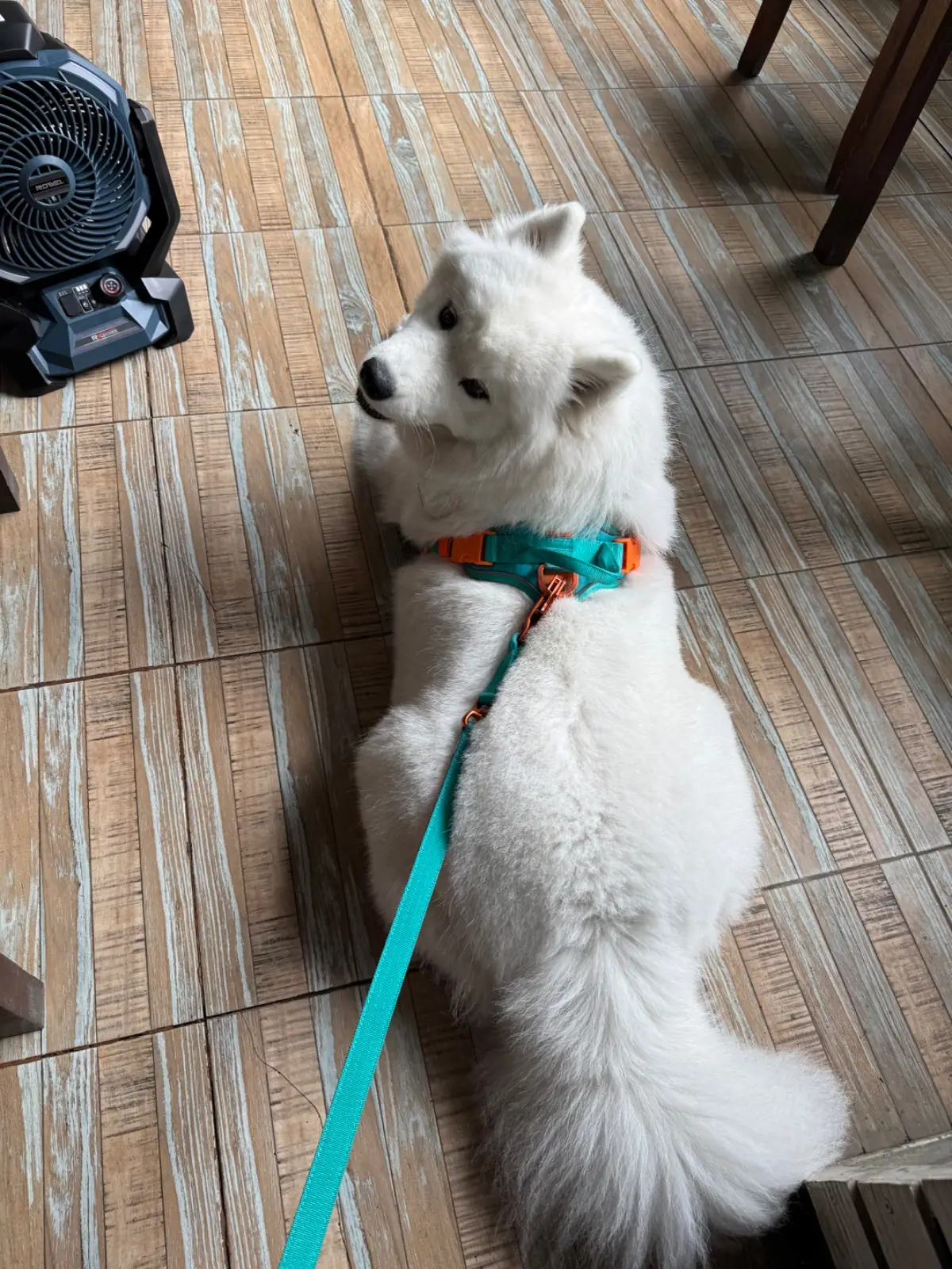 Kati Culinary pets image 3