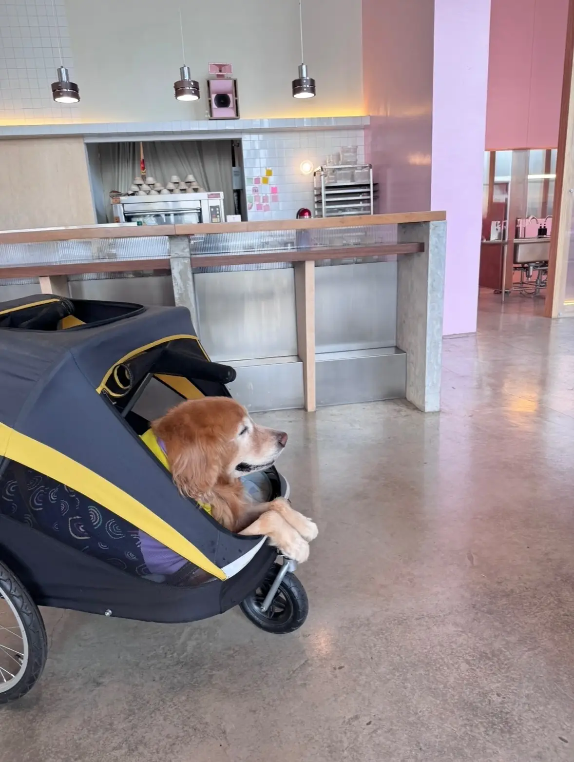 LARDER - Chatuchak pets image 1