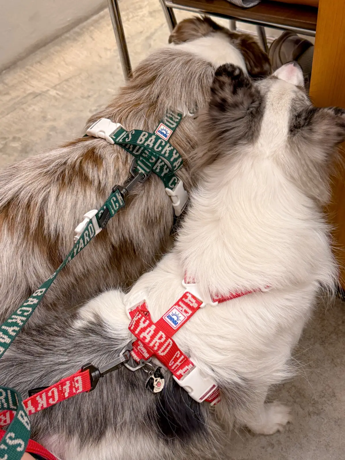 LARDER - Chatuchak pets image 13