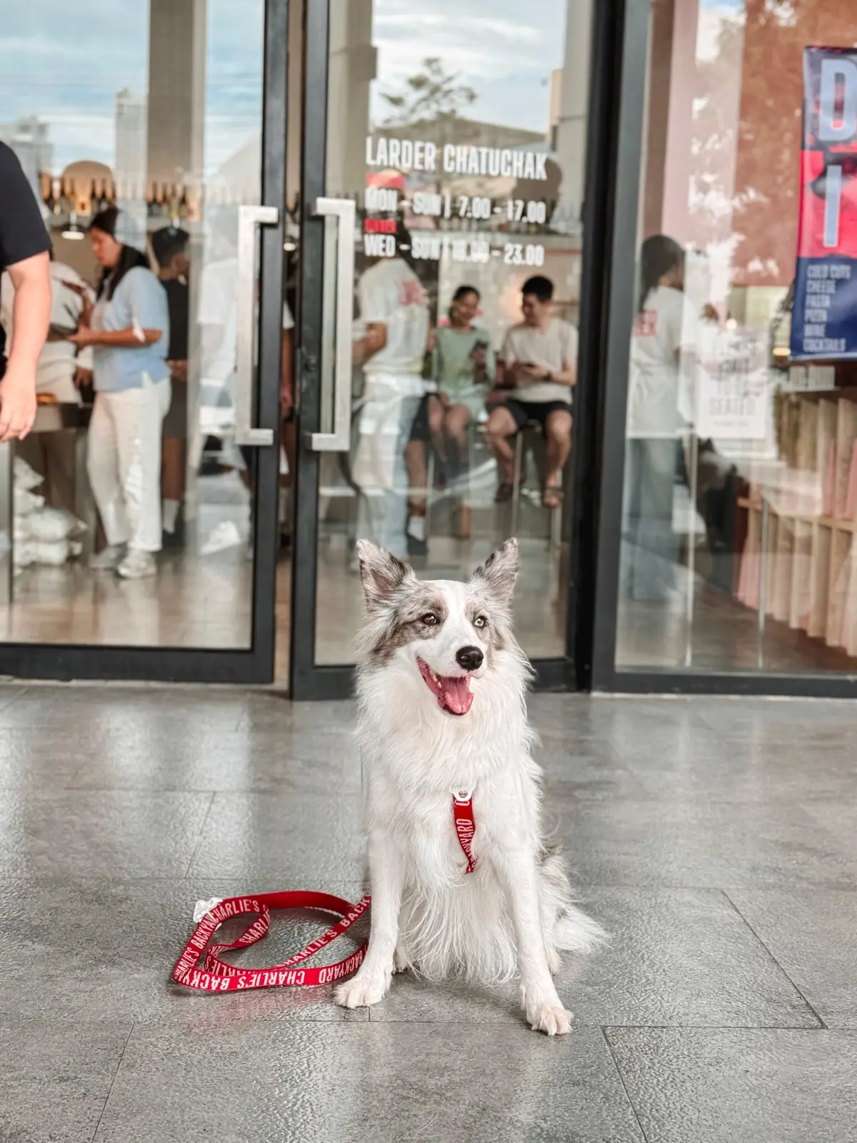 LARDER - Chatuchak pets image 12