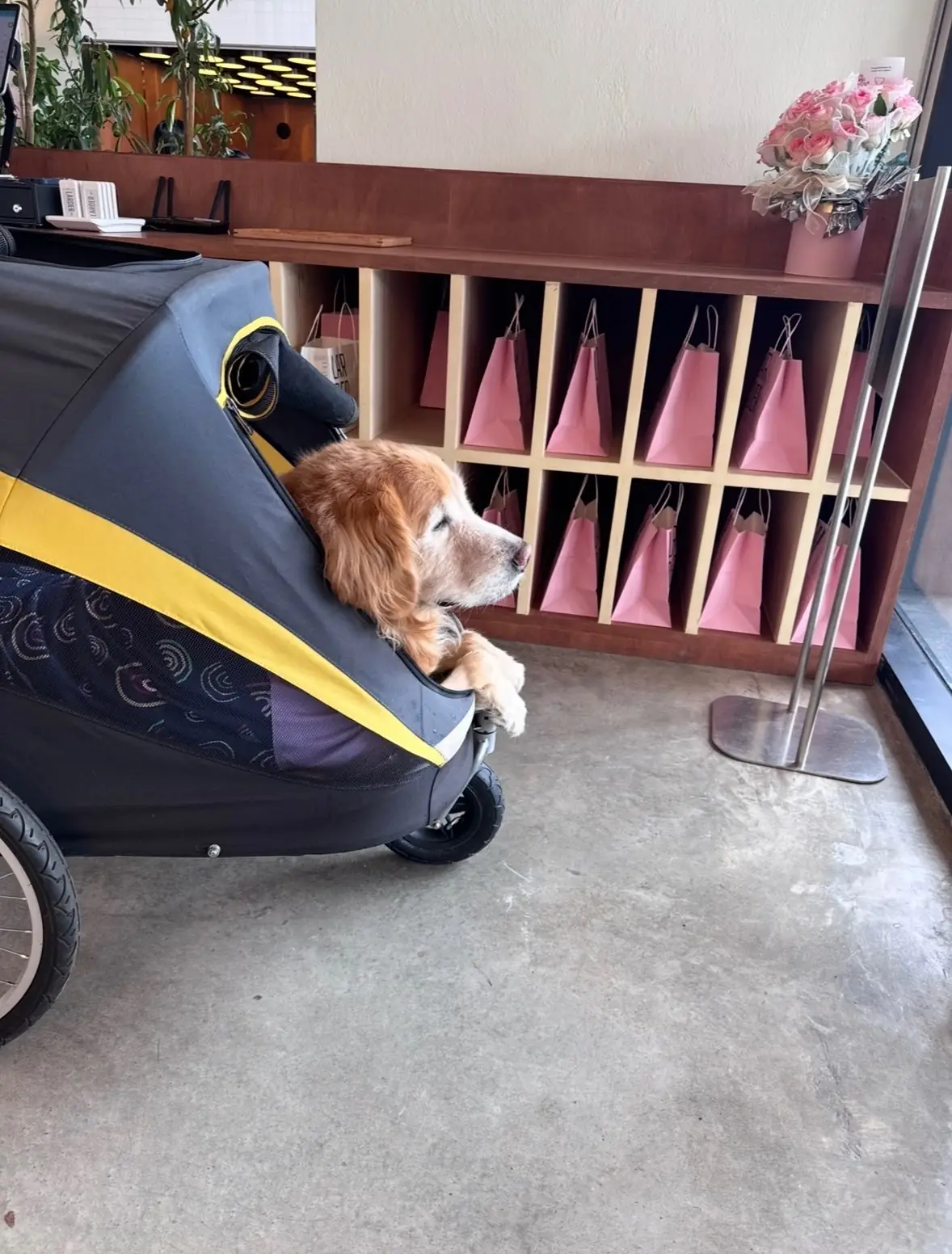 LARDER - Chatuchak pets image 2