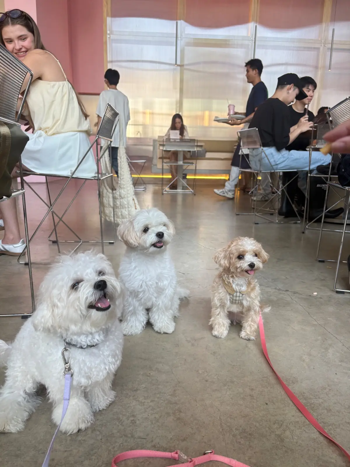 LARDER - Chatuchak pets image 8