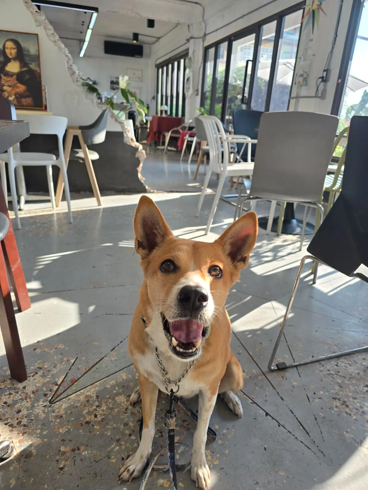 doze coffee community pets image 2