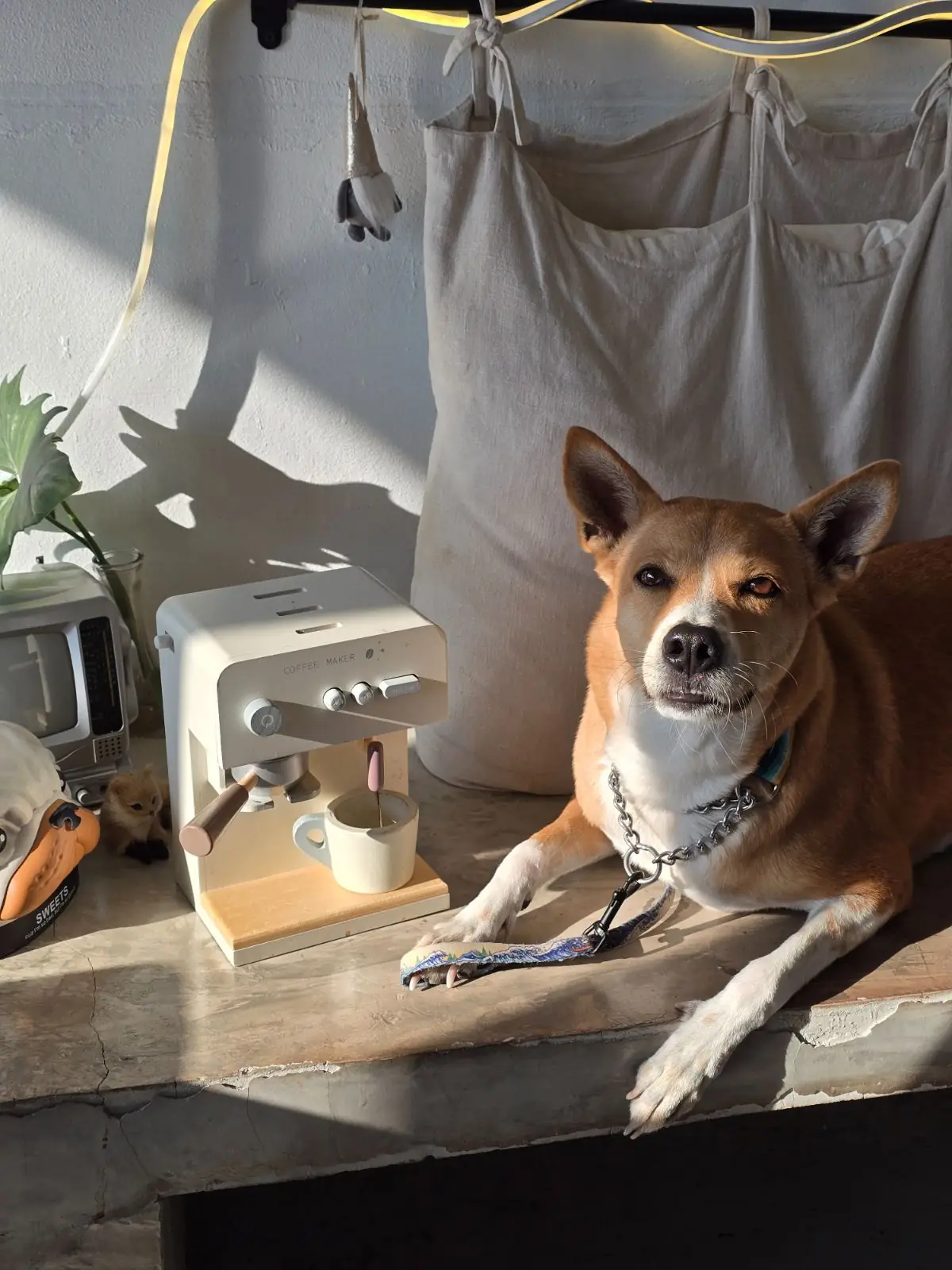 doze coffee community pets image 1