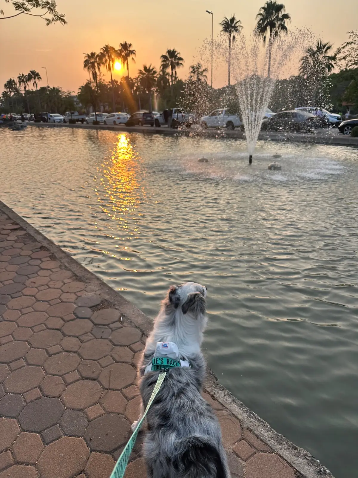 สวนสมเด็จพระศรีนครินทร์ pets image 1