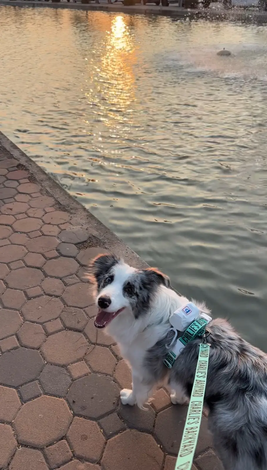 สวนสมเด็จพระศรีนครินทร์ pets image 4