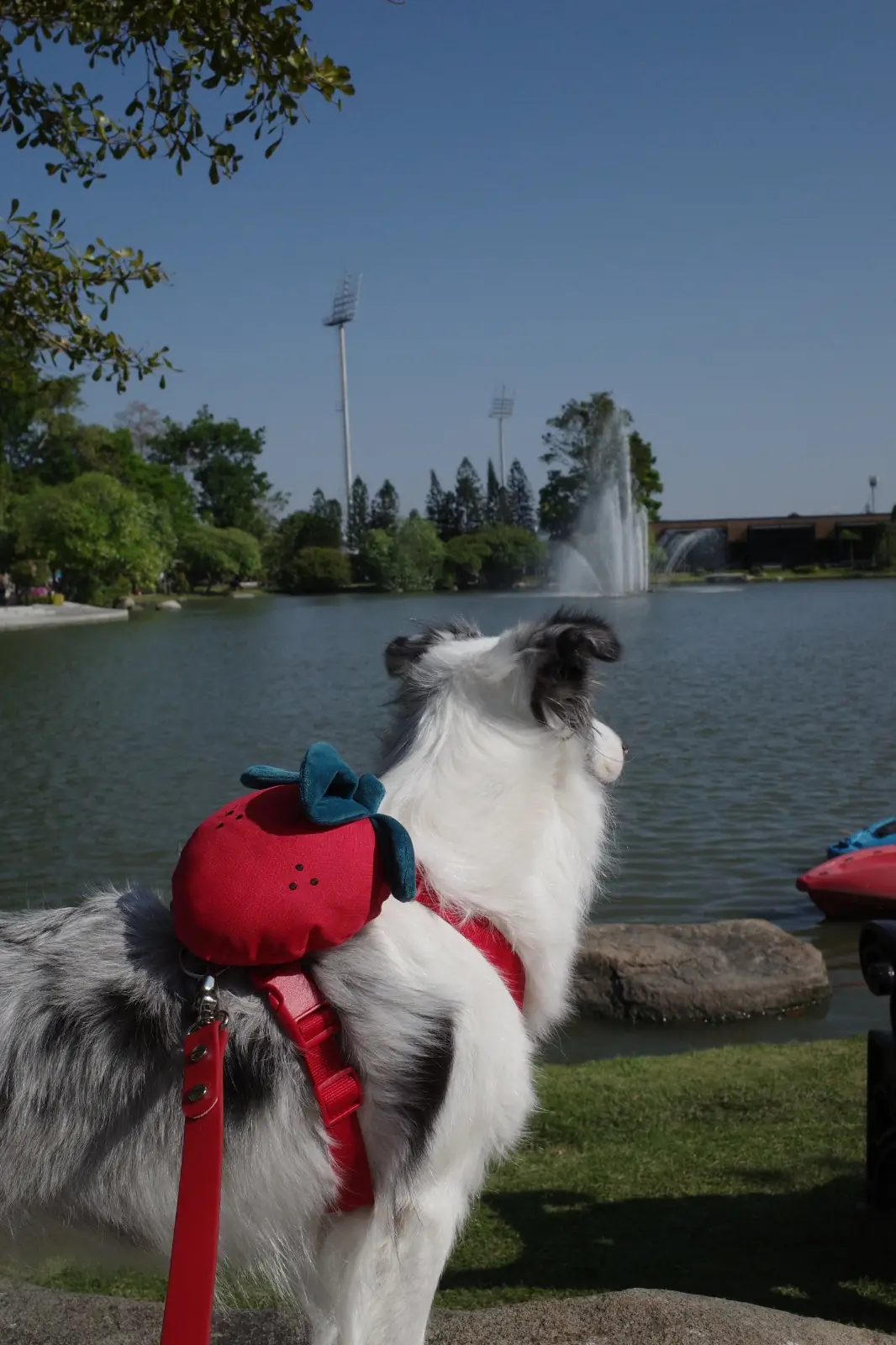 สวนสมเด็จพระศรีนครินทร์ pets image 5