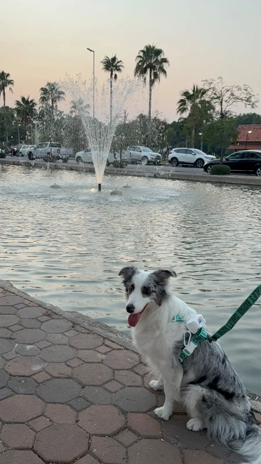 สวนสมเด็จพระศรีนครินทร์ pets image 6