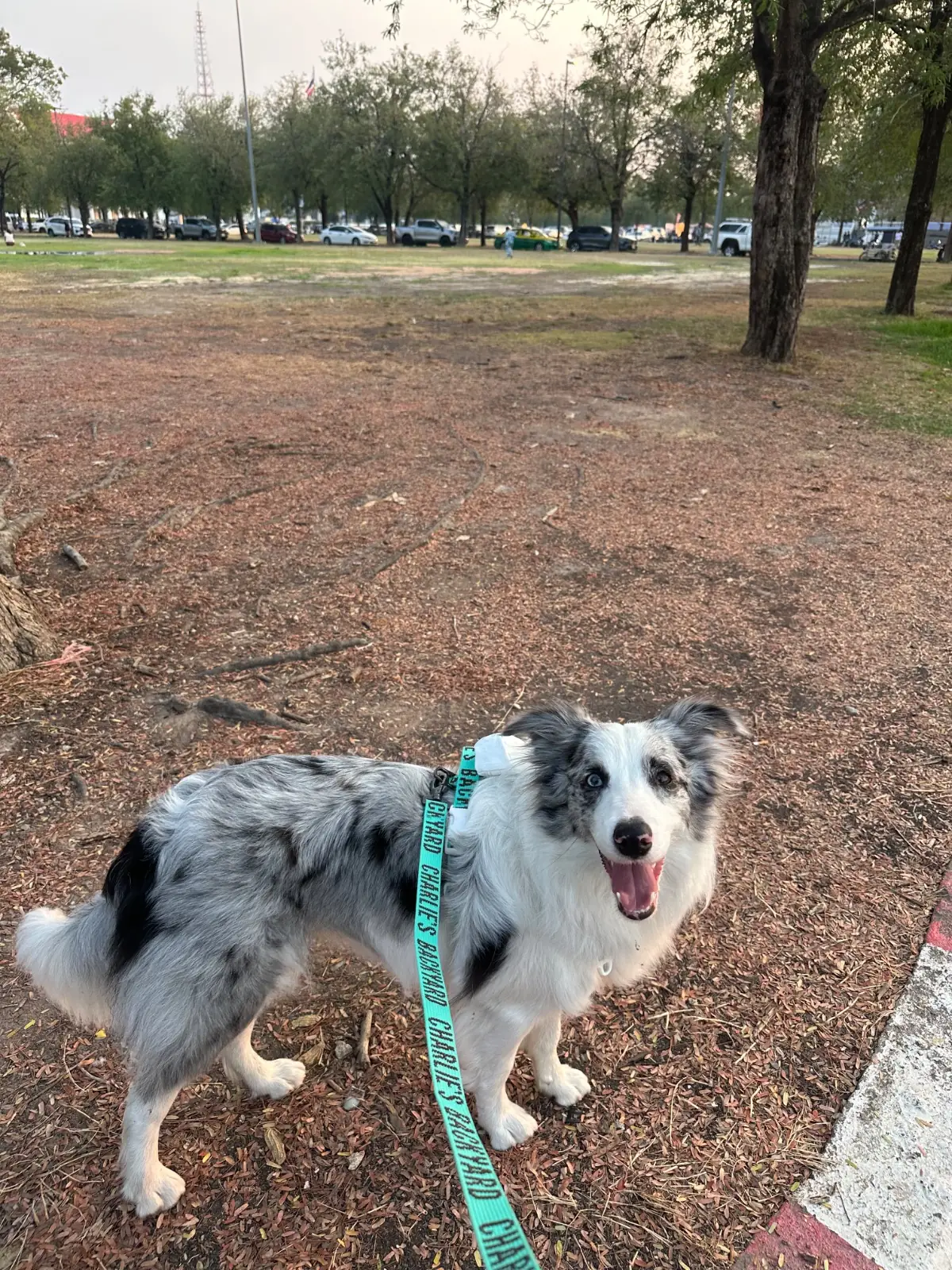 สวนสมเด็จพระศรีนครินทร์ pets image 3