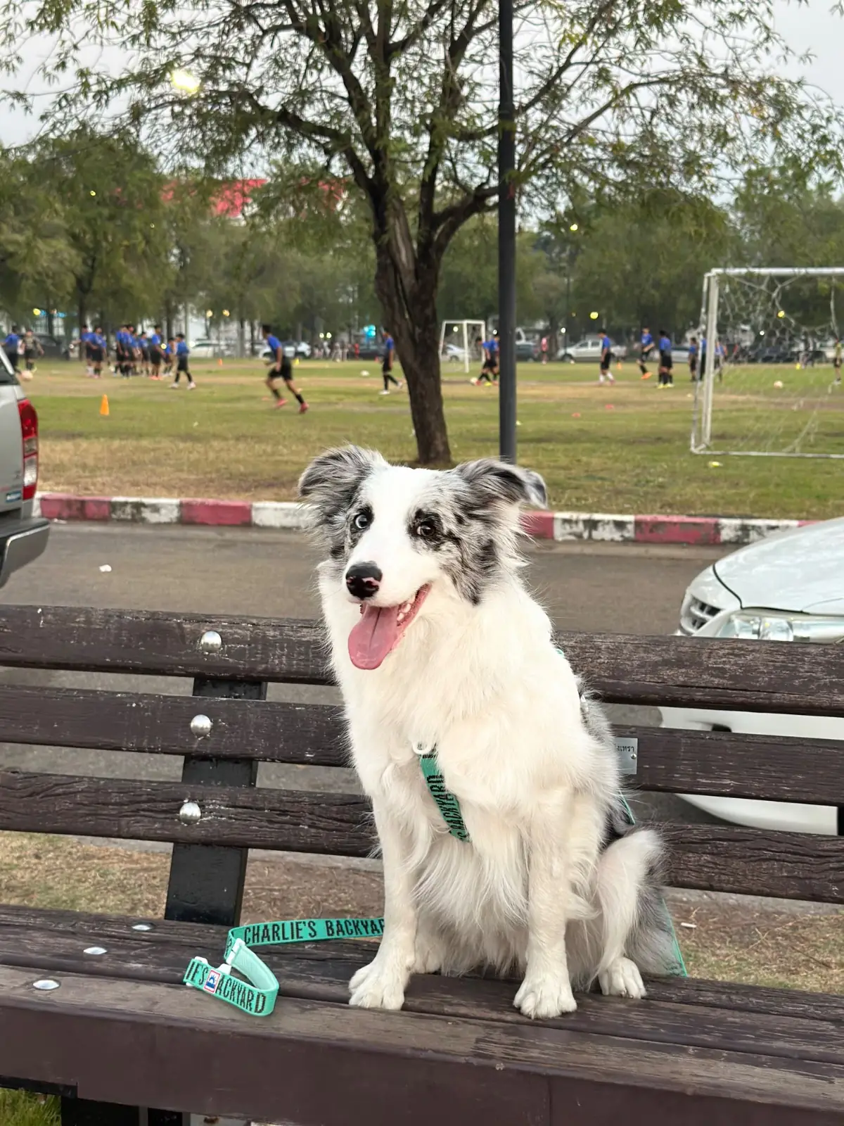 สวนสมเด็จพระศรีนครินทร์ pets image 2