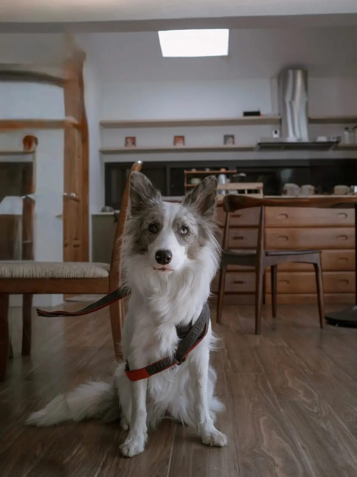 A Matcha House - Rama 9 pets image 1