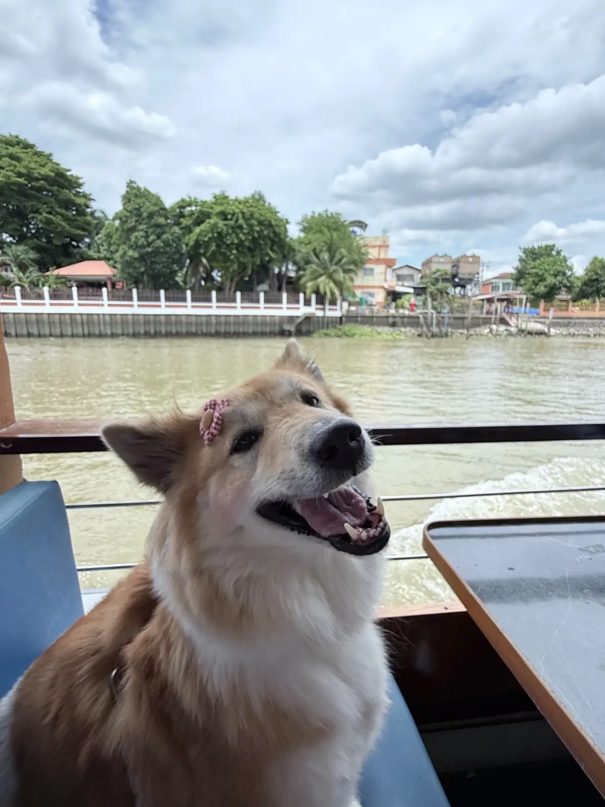 เรือ อ.อนงค์ pets image 2