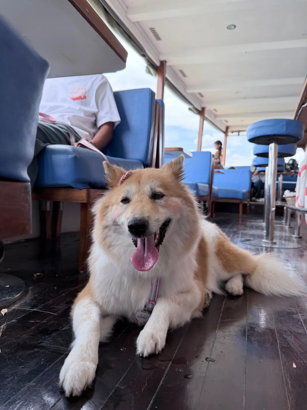 เรือ อ.อนงค์ pets image 1