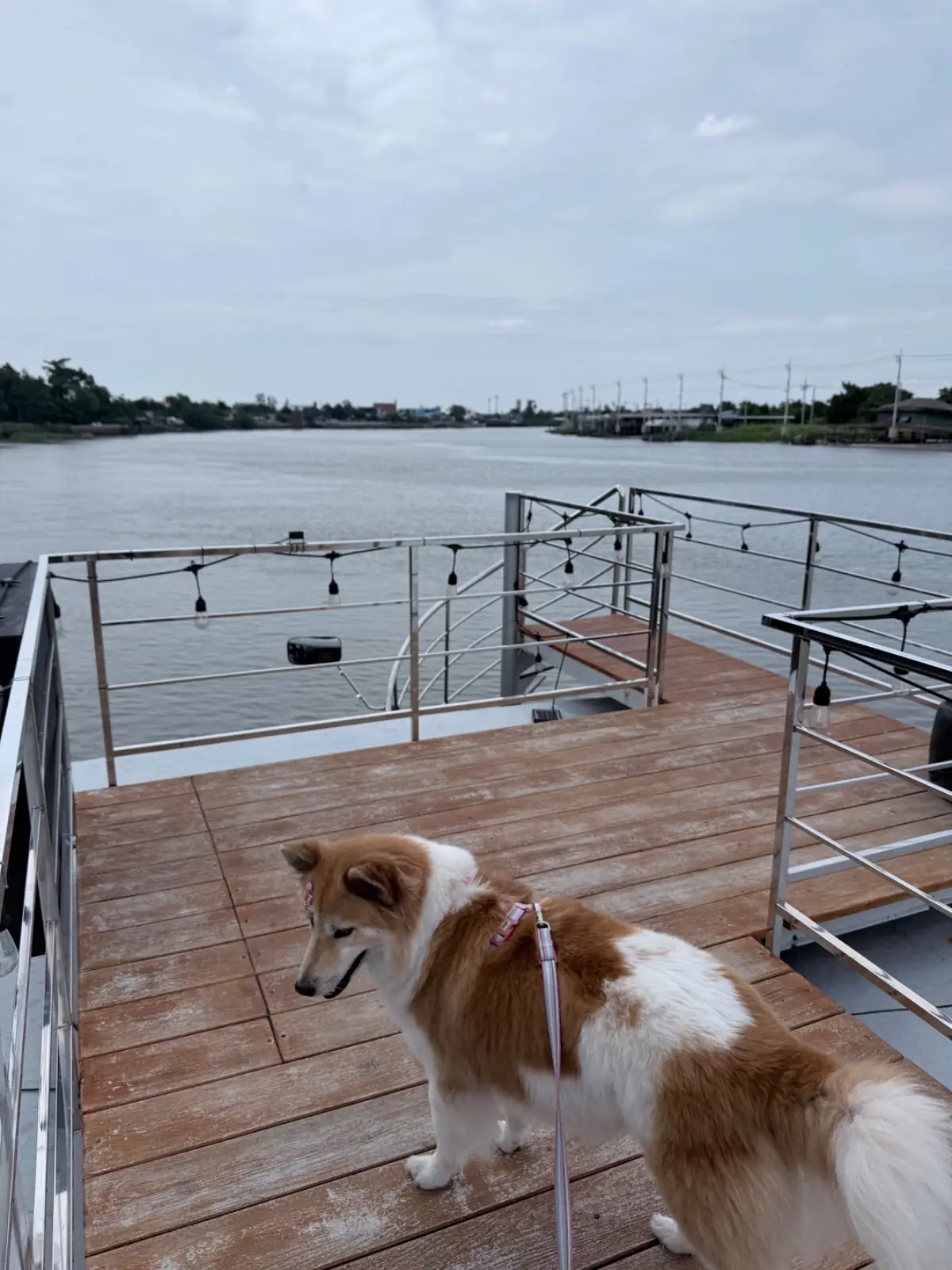 เรือ อ.อนงค์ pets image 3