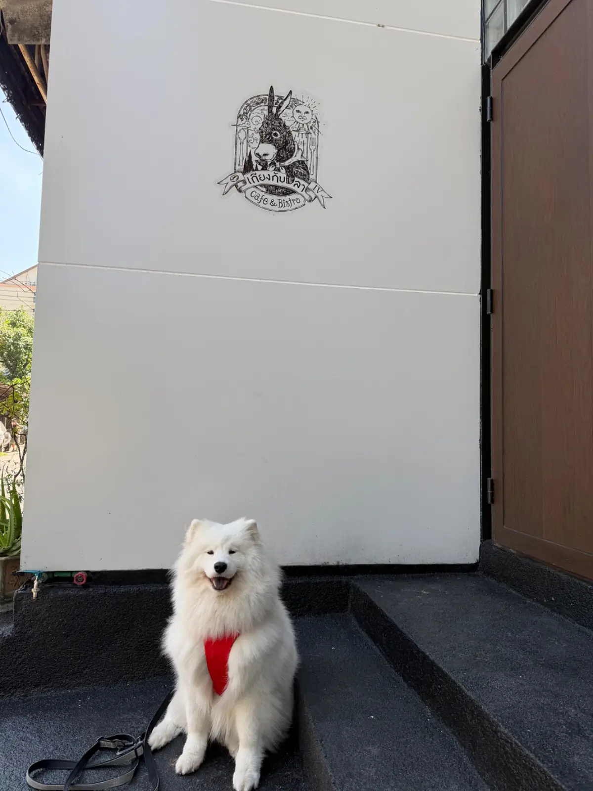 เถียงกับลา pets image 2