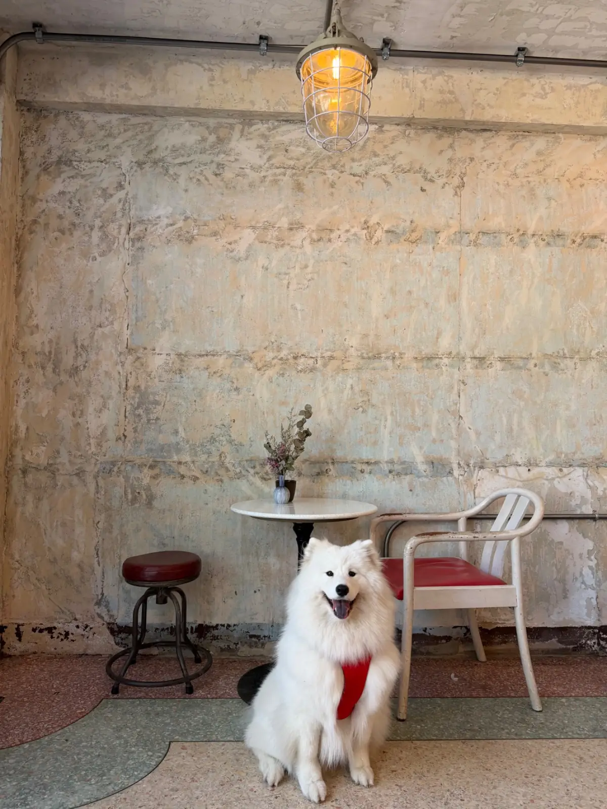 เถียงกับลา pets image 3