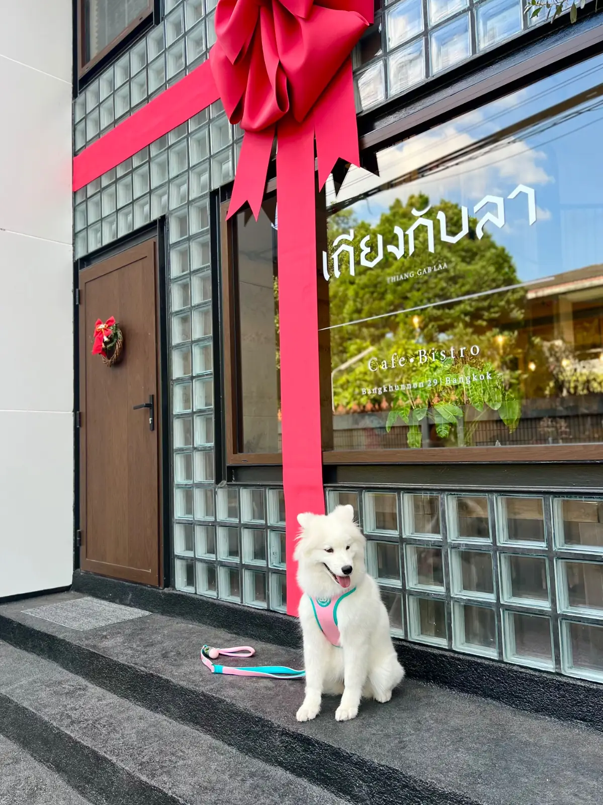 เถียงกับลา pets image 8