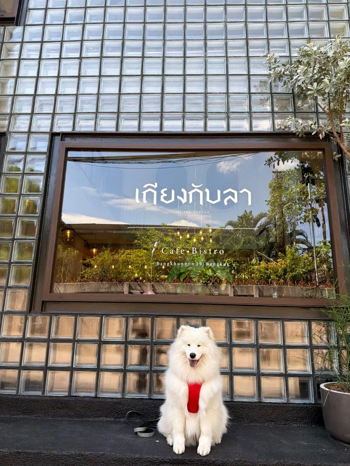 เถียงกับลา pets image 1