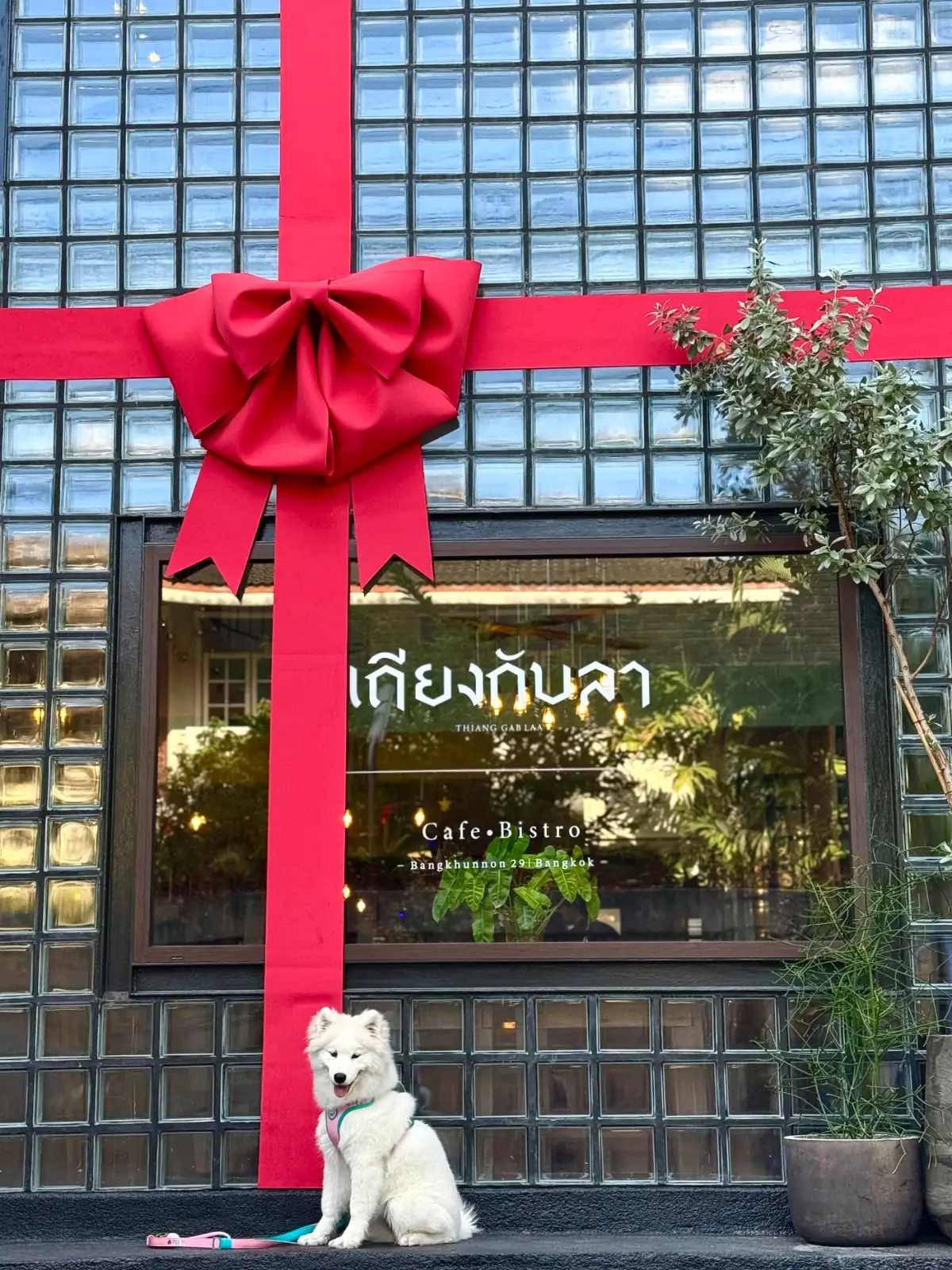 เถียงกับลา pets image 9