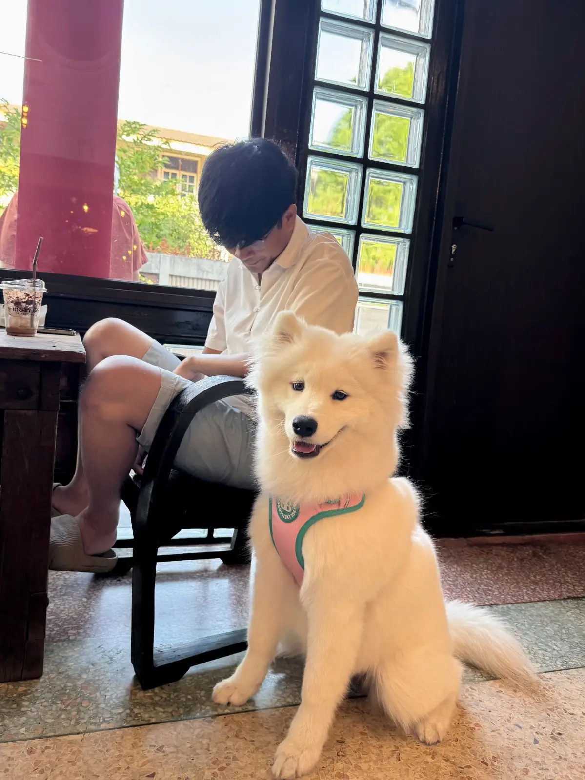 เถียงกับลา pets image 5