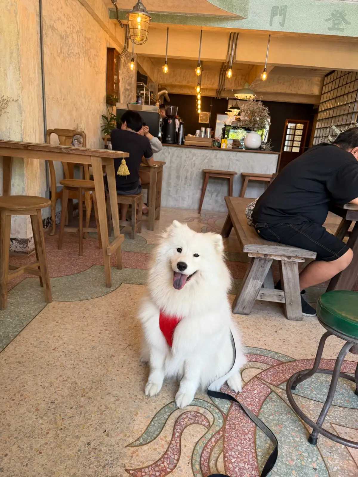 เถียงกับลา pets image 4