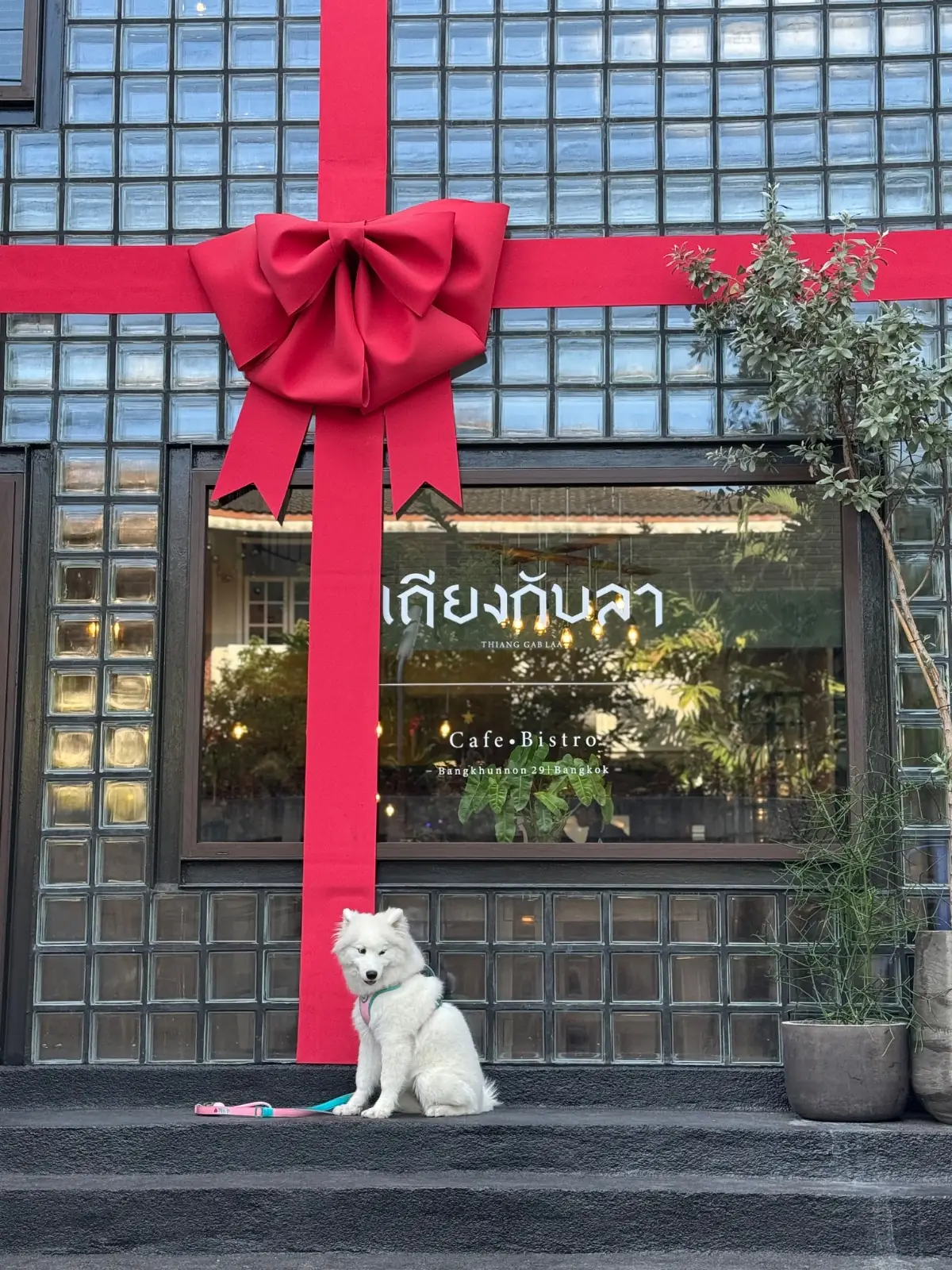 เถียงกับลา pets image 6