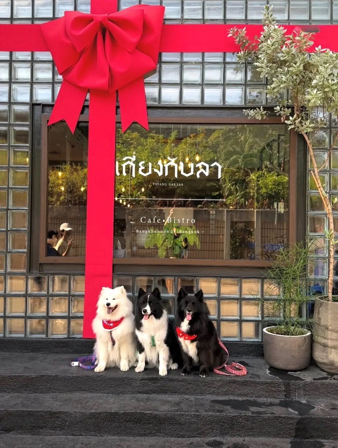 เถียงกับลา pets image 3