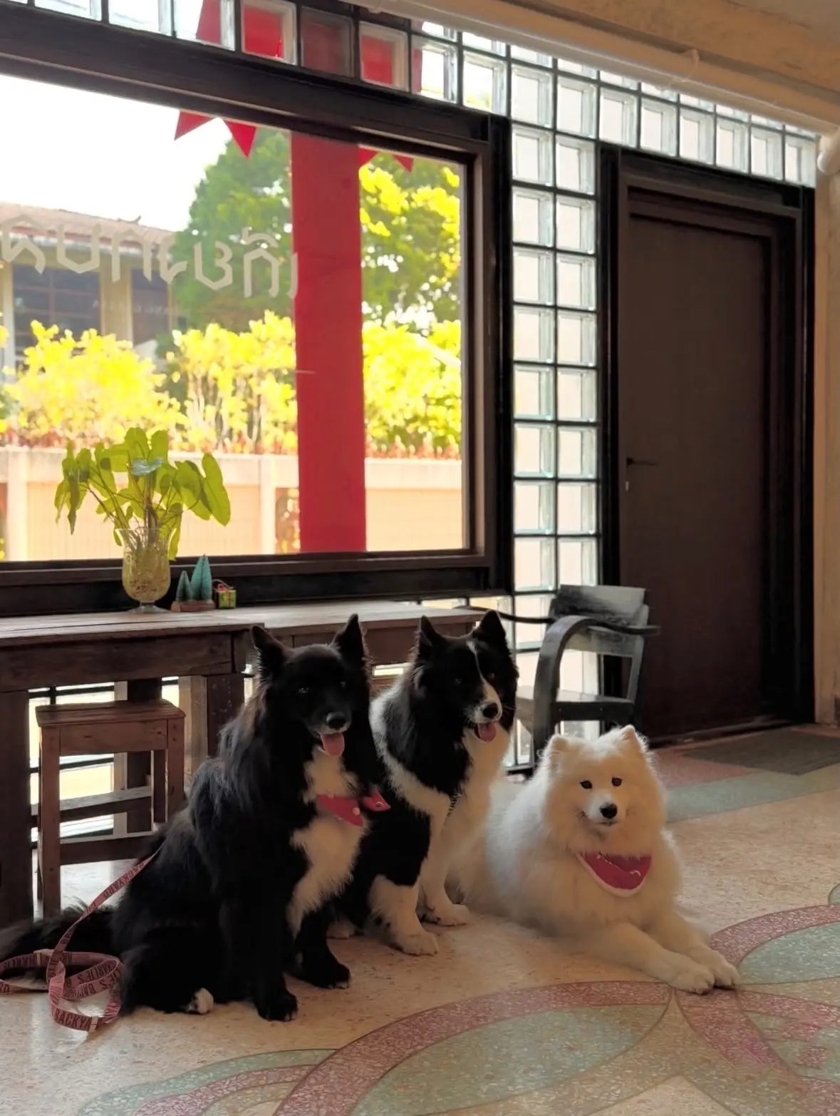 เถียงกับลา pets image 4