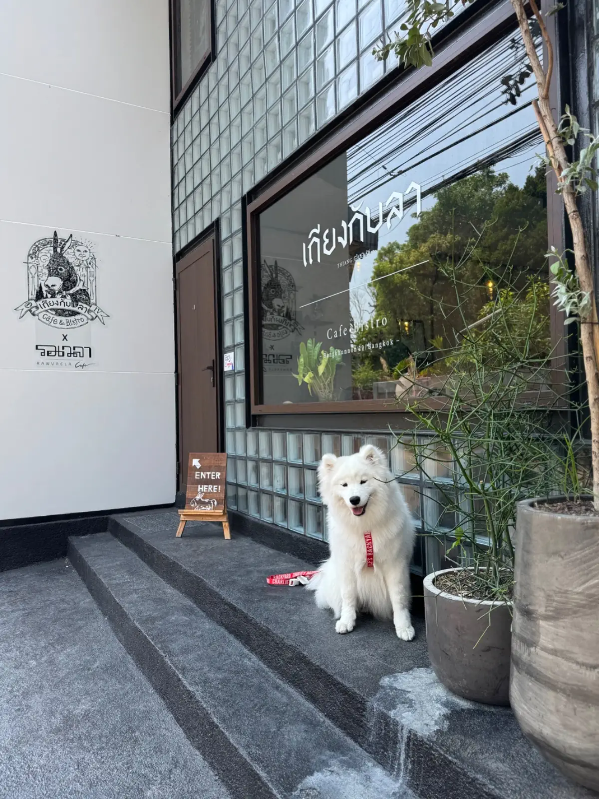 เถียงกับลา pets image 1