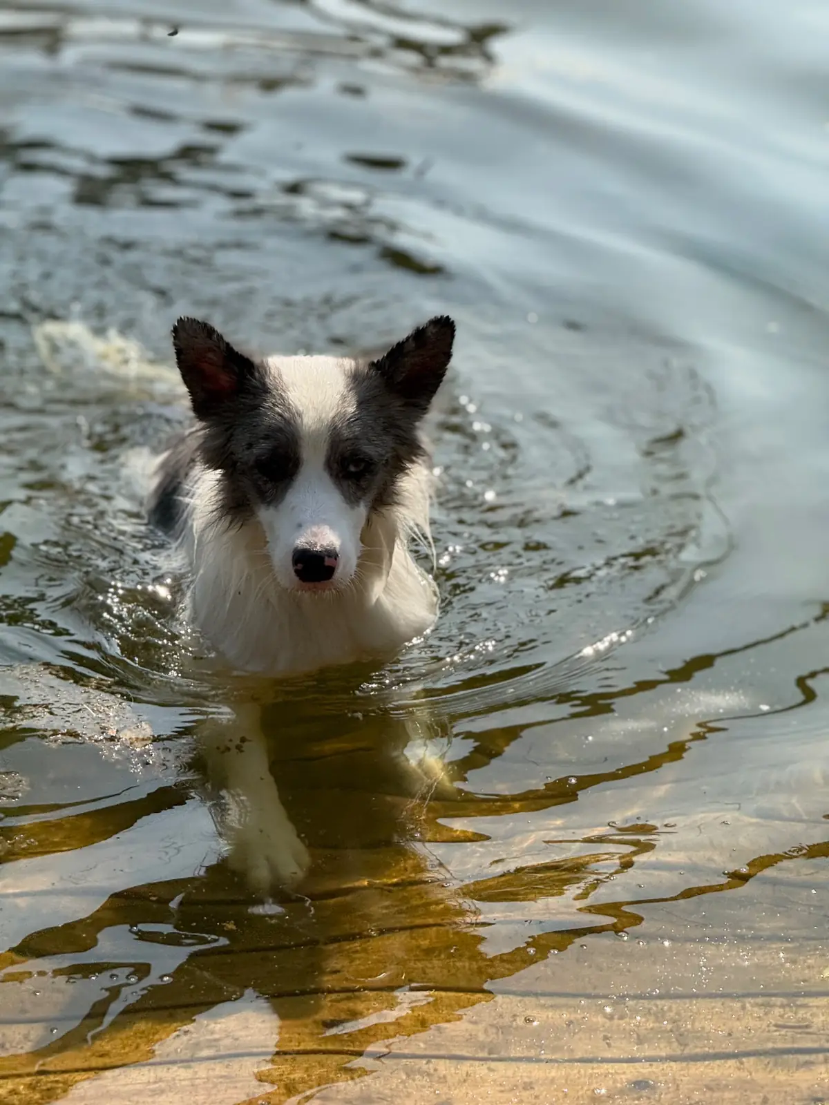 Mazecape pets image 8