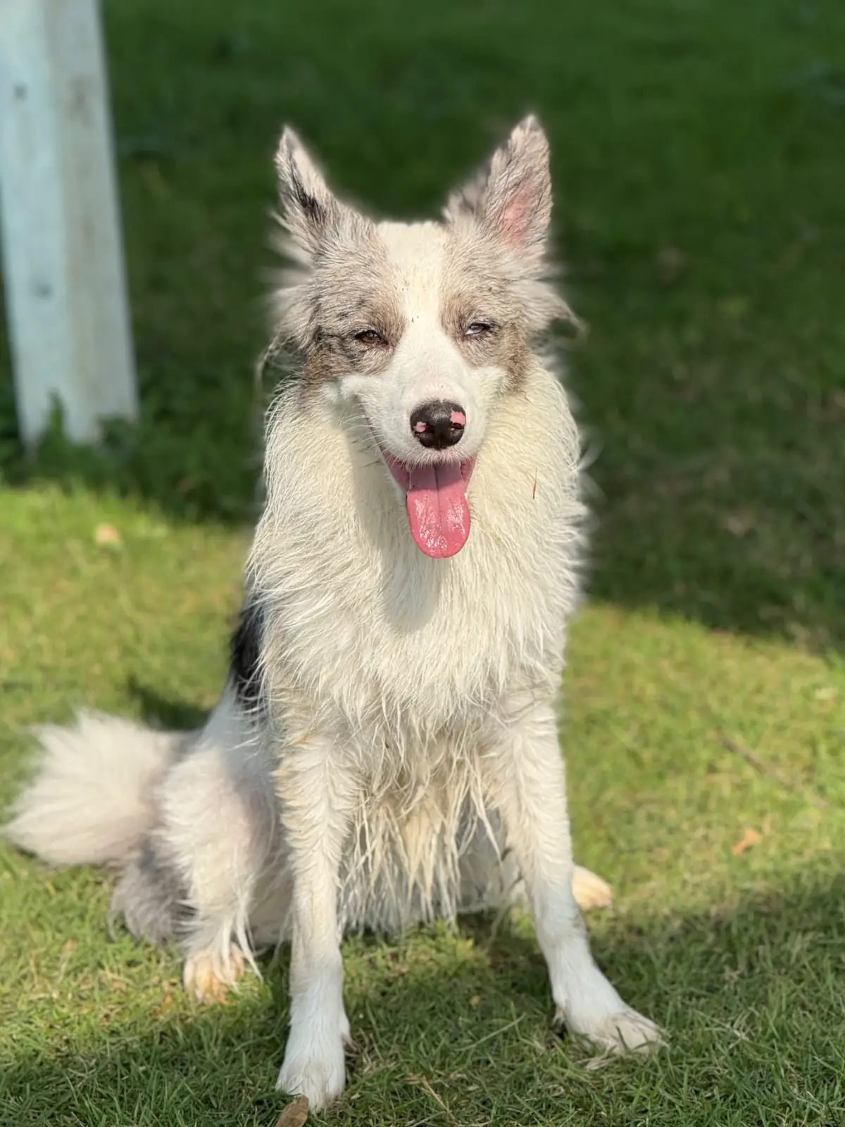 Mazecape pets image 7