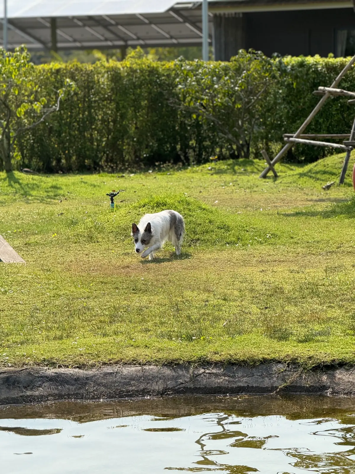 Mazecape pets image 11