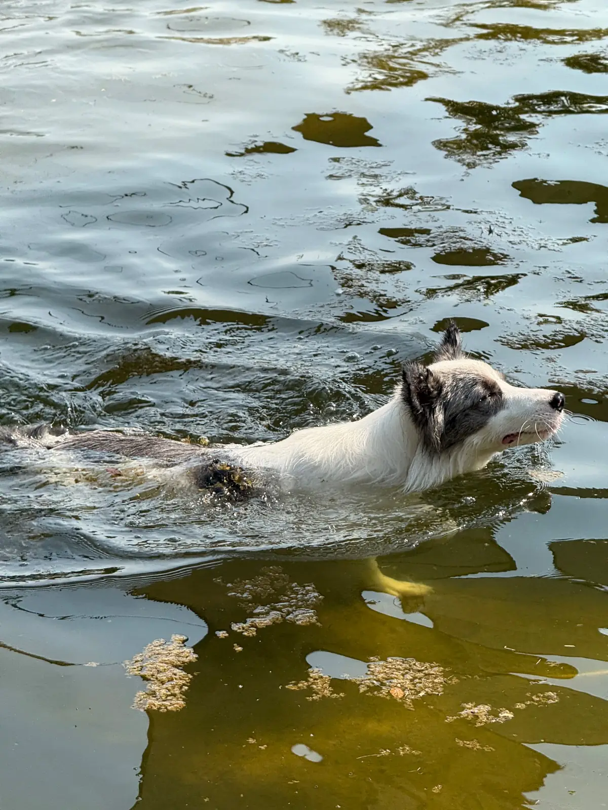 Mazecape pets image 10