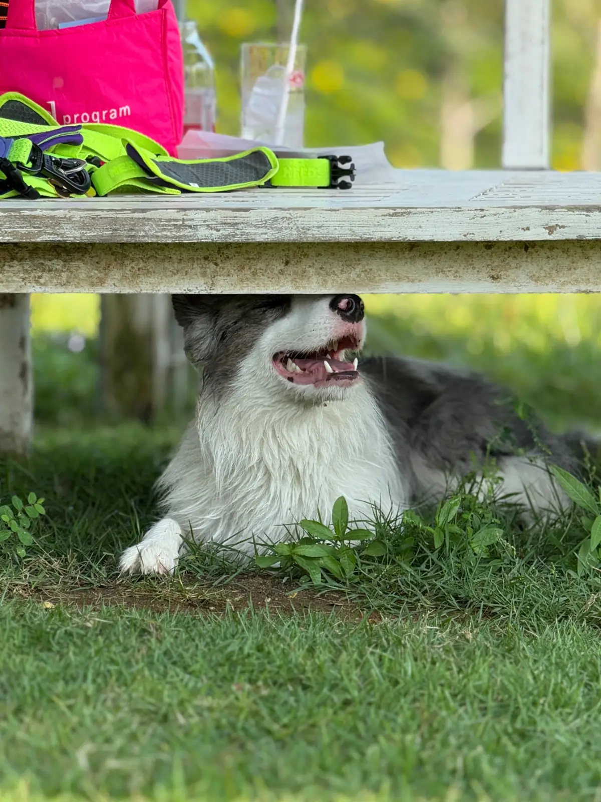 Mazecape pets image 9