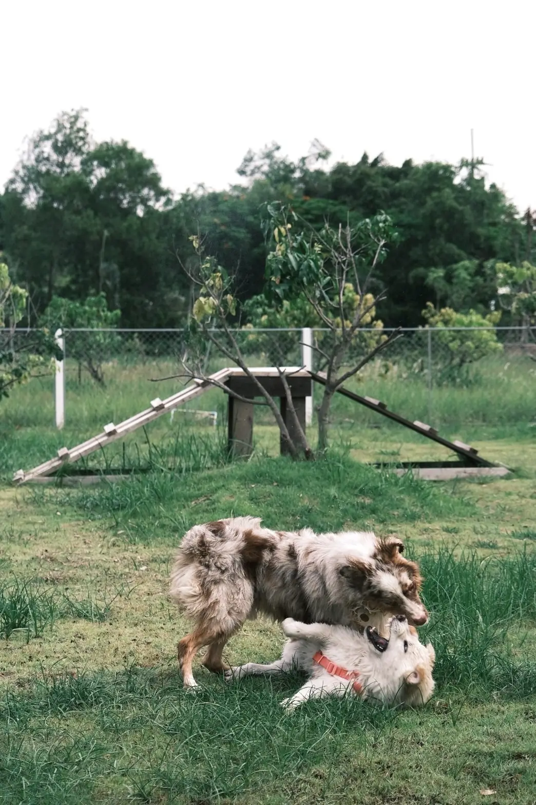 Mazecape pets image 6