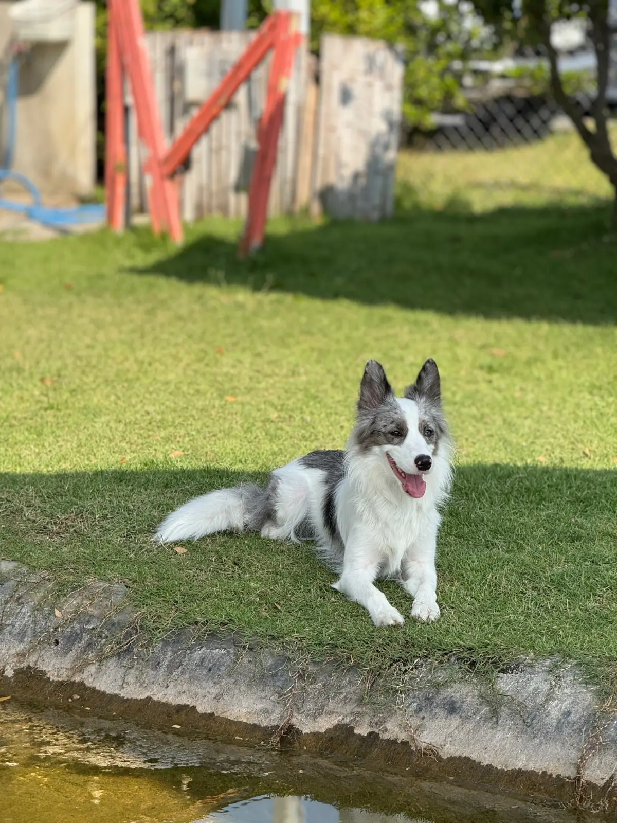 Mazecape pets image 12