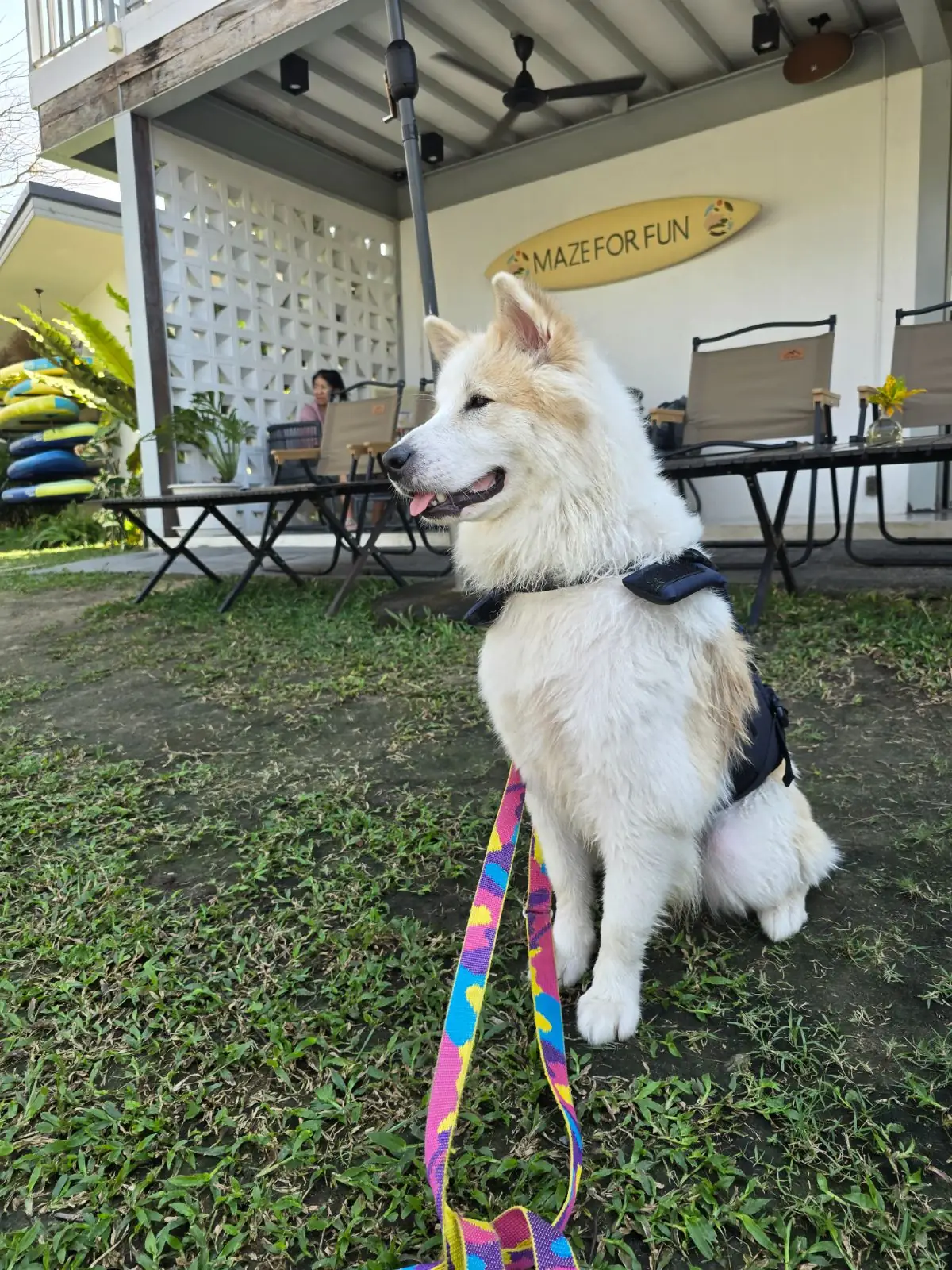 Mazecape pets image 19
