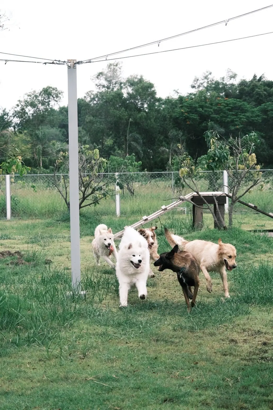 Mazecape pets image 4